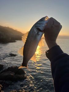 European Bass (Seabass)