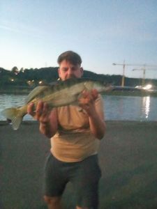Zander