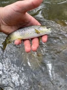 Rainbow Trout