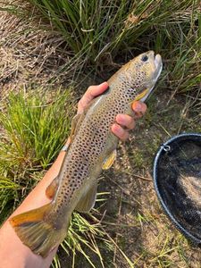 Brown Trout