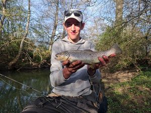 Brown Trout