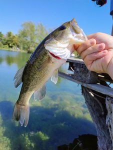 Largemouth Bass