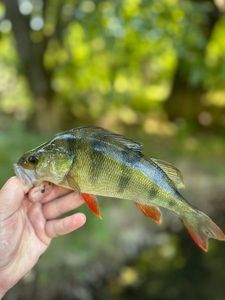 European Perch