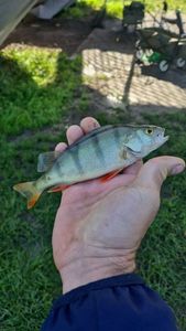 European Perch