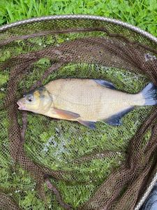 Common Bream