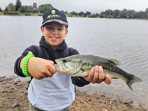 Largemouth Bass