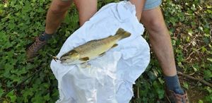 Brown Trout
