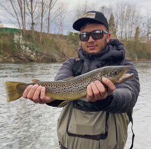 Brown Trout