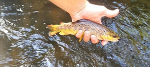 Brown Trout