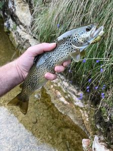 Brown Trout