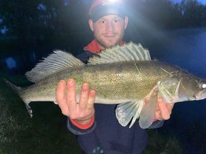 Zander