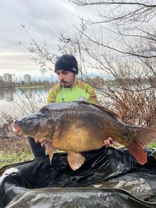 Mirror Carp