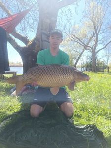 Common Carp