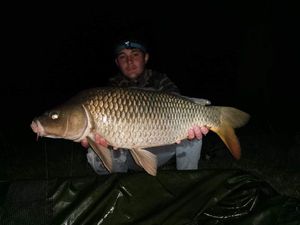 Common Carp