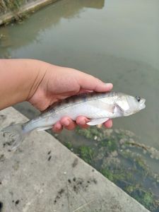 Zander