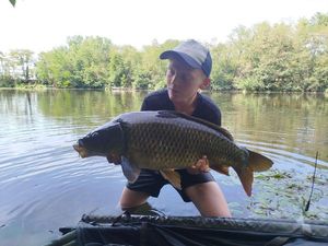 Common Carp