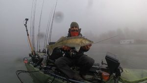 Zander
