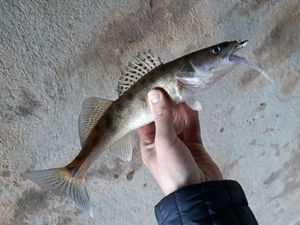 Zander