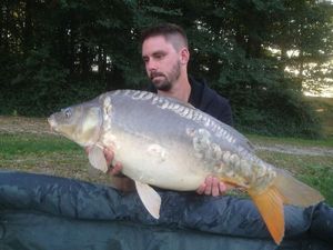 Mirror Carp