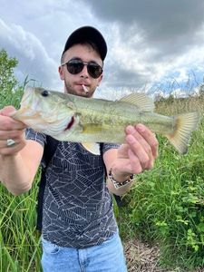 Largemouth Bass