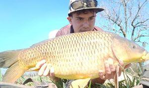 Common Carp