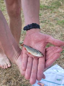Roach