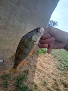 European Perch