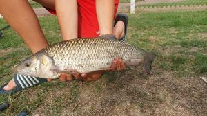 Grass Carp