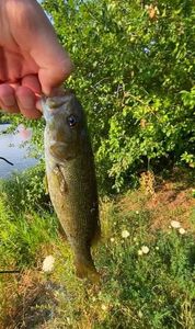 Smallmouth Bass