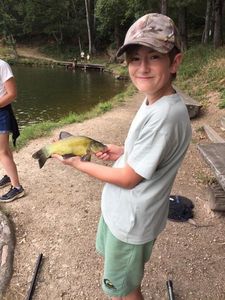 Tench