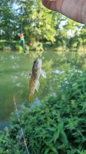 Round Goby