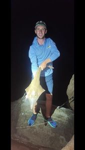 Common Guitarfish