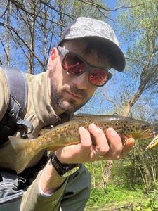 Brown Trout
