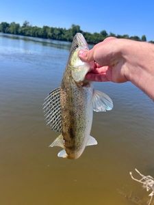 Zander