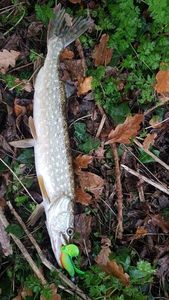 Northern Pike