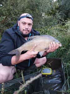 Common Bream