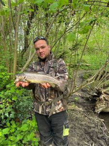 Brown Trout