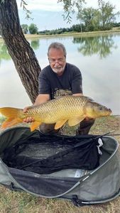 Common Carp