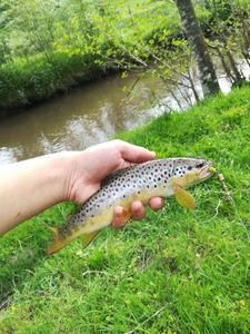 Brown Trout