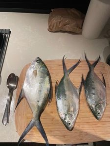 Bluefin Trevally
