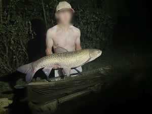 Grass Carp