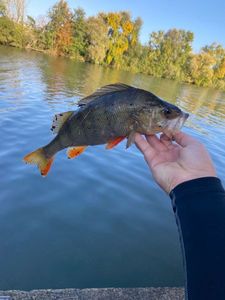European Perch