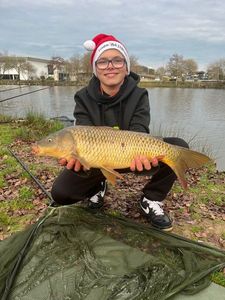 Common Carp