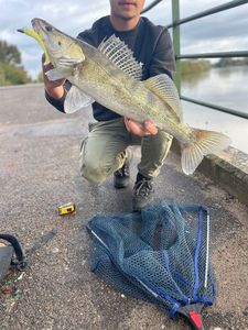Zander