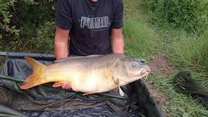 Mirror Carp