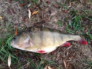 European Perch