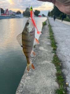 European Perch