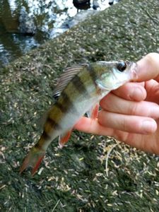 European Perch