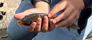 Koï Fish
