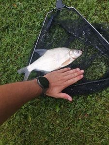 Common Bream